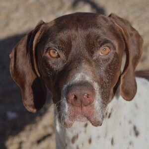 Adopter Cachopo