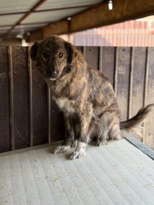 Adopter Calie