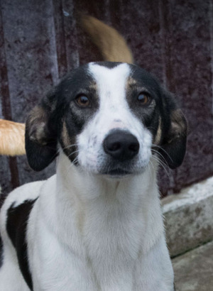 Adopter Calla