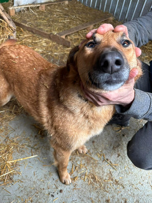 Adopter Calou