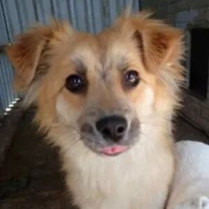 Adopter Calvin