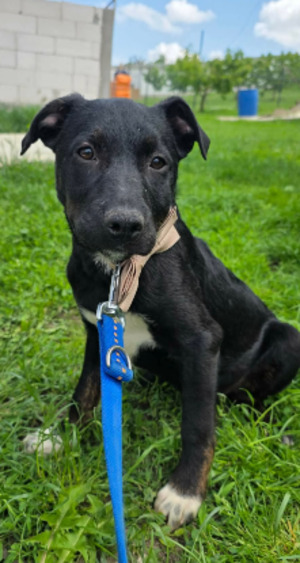 Adopter Calvin