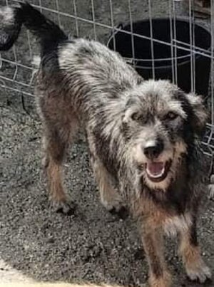 Adopter Camella