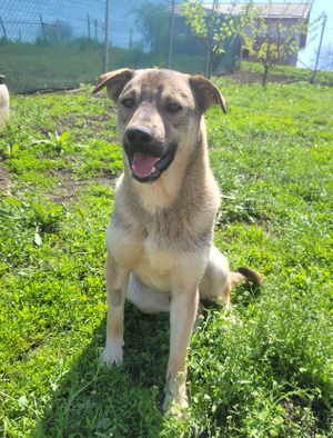 Adopter Camil