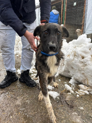 Adopter Canaille