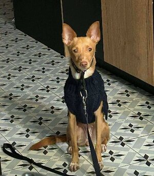 Adopter Candela