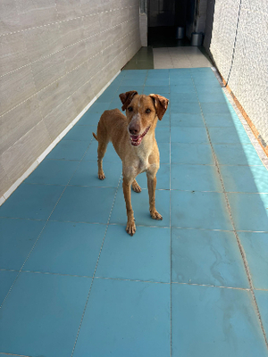 Adopter Canelo