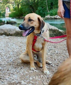 Adopter Caracol