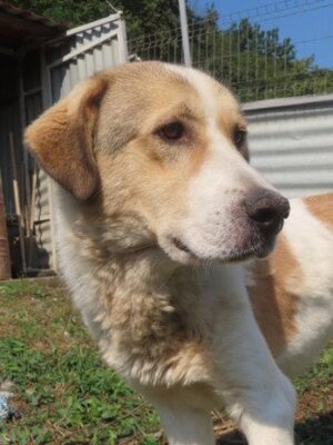 Adopter Carson