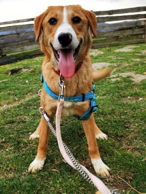 Adopter Casie