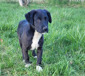 Adopter Cassius