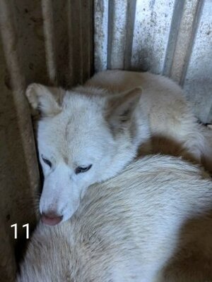 Adopter Celestine