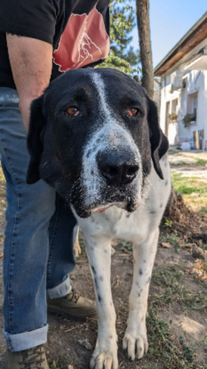 Adopter Chamallow