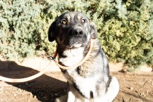 Adopter Chamba