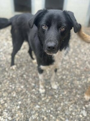Adopter Chance