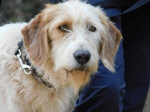Adopter Charco