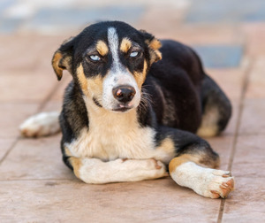 Adopter Charlie