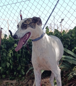 Adopter Chelo