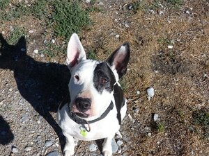 Adopter Chelsea