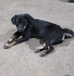 Adopter Chica
