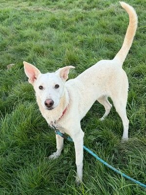 Adopter Chipie