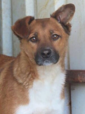 Adopter Chipiron