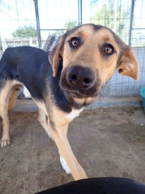 Adopter Chuan