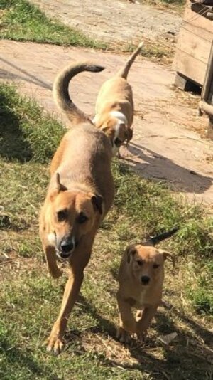 Adopter Chuppa