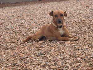 Adopter Cintia