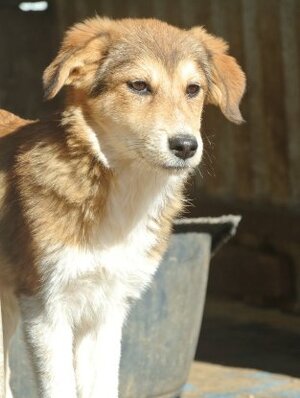 Adopter Clapa