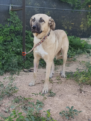 Adopter Clau