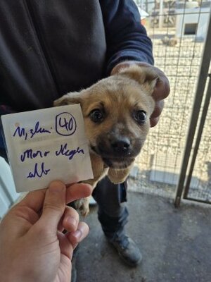 Adopter Clayton