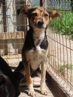 Adopter Clématite