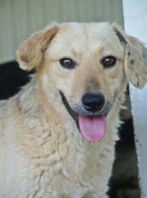 Adopter Clementine