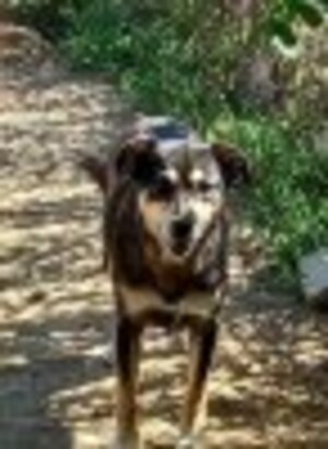 Adopter Cleopatra