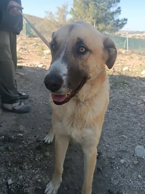 Adopter Coco
