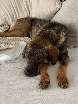 Adopter Coco