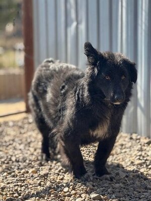 Adopter Cocoh