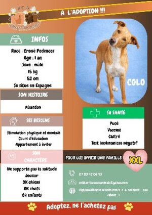 Adopter Colo