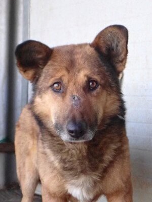 Adopter Comak