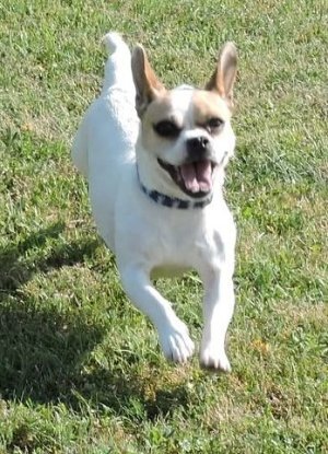 Adopter Cookie