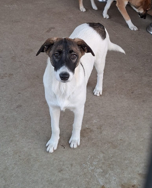 Adopter Cookie