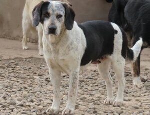 Adopter Copernica