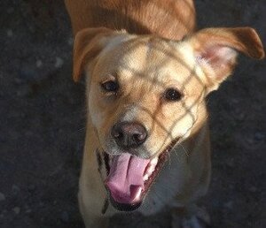 Adopter Cordobes