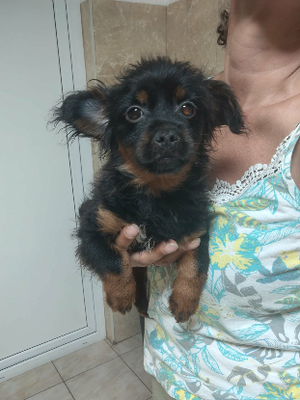 Adopter Cosmo