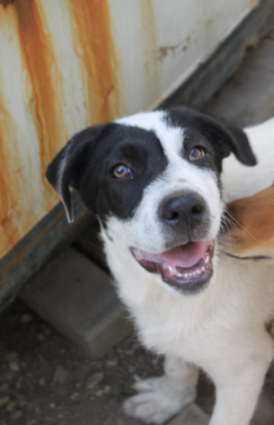 Adopter Costel