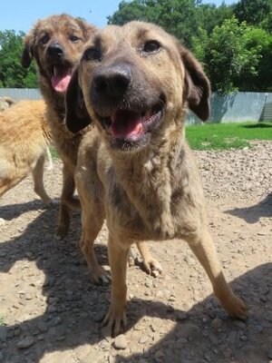 Adopter Courtney