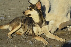 Adopter Crazy