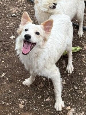 Adopter Cream