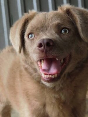 Adopter Cristesti
